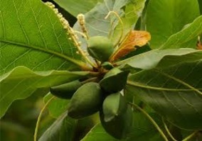 ALMENDRA